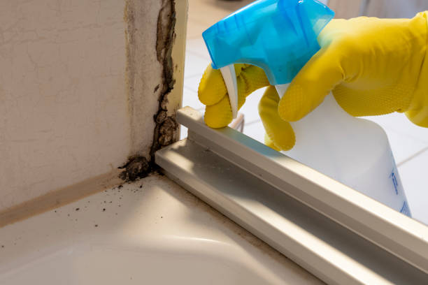 Best Crawl Space Mold Removal  in Valley View, PA