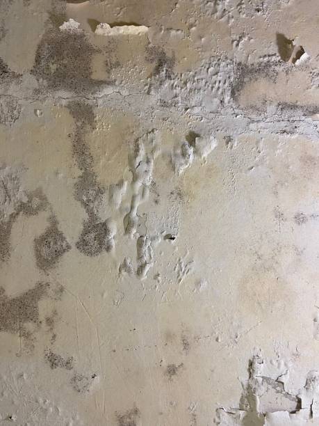 Professional Mold Removal in Valley View, PA