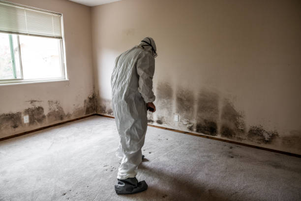 Attic Mold Removal in Valley View, PA