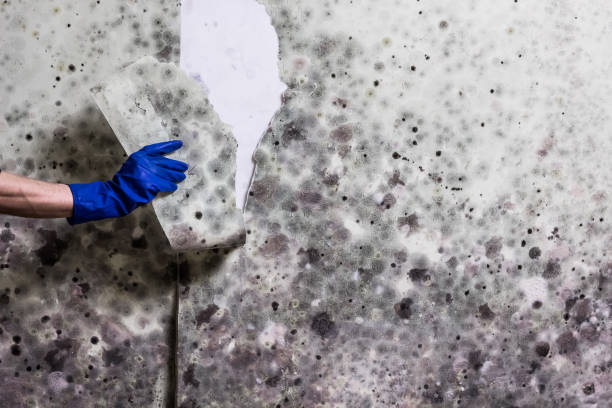 Best Affordable Mold Removal  in Valley View, PA